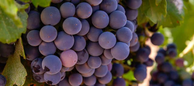 Visita guidata del Museo Torre del Vino