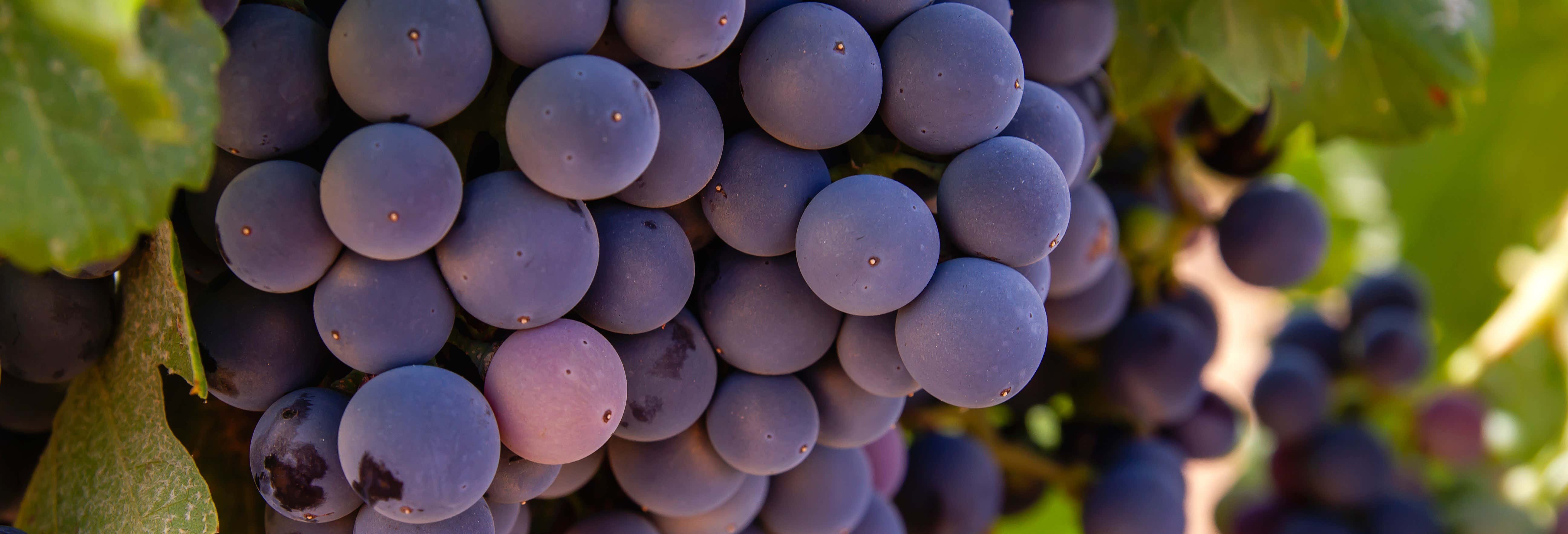 Museo Torre del Vino Guided Tour