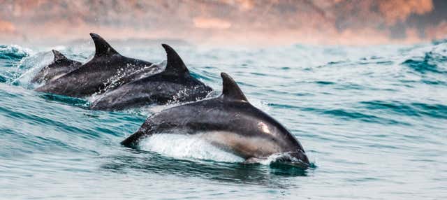 Avvistamento di delfini a Sotogrande