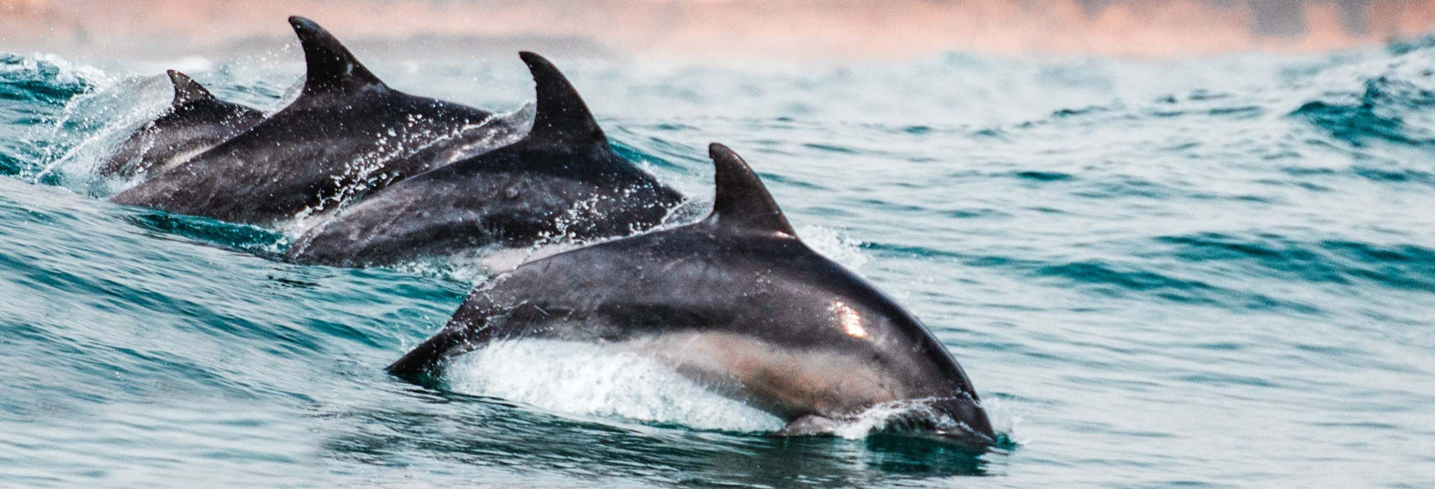 Dolphin Spotting in Sotogrande