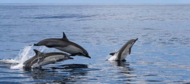 Avvistamento di cetacei a Tarifa