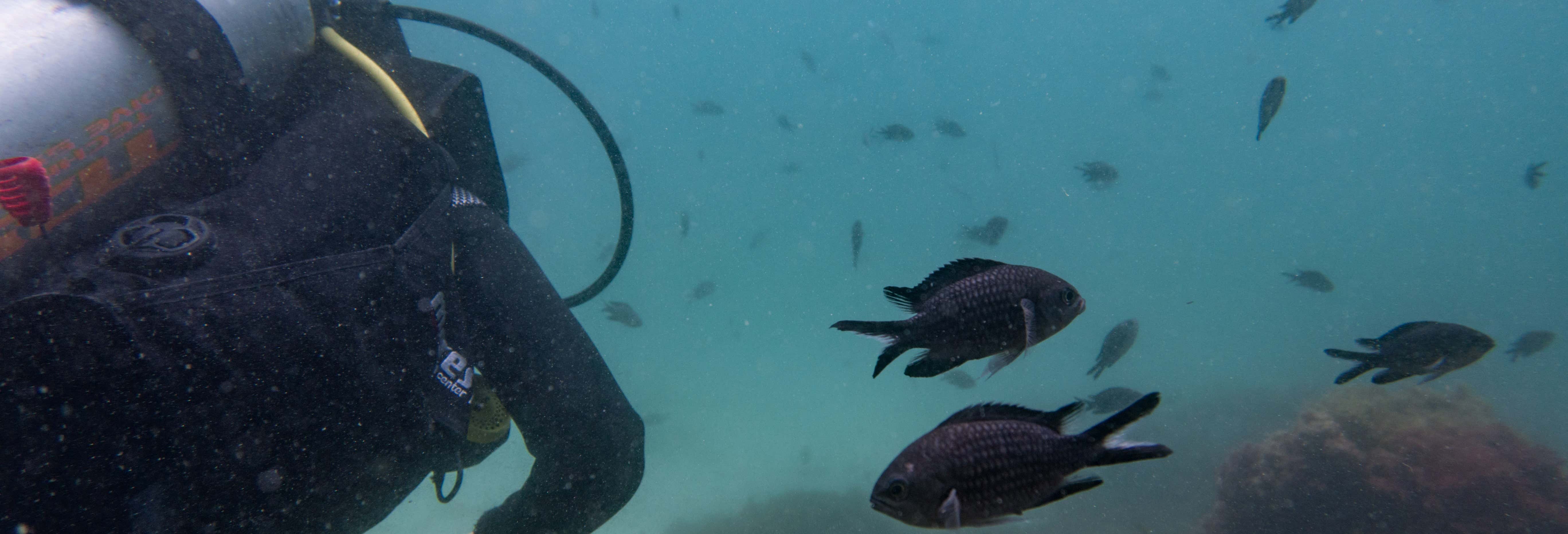 Beginner Diving Class in the Natural Park of the Strait