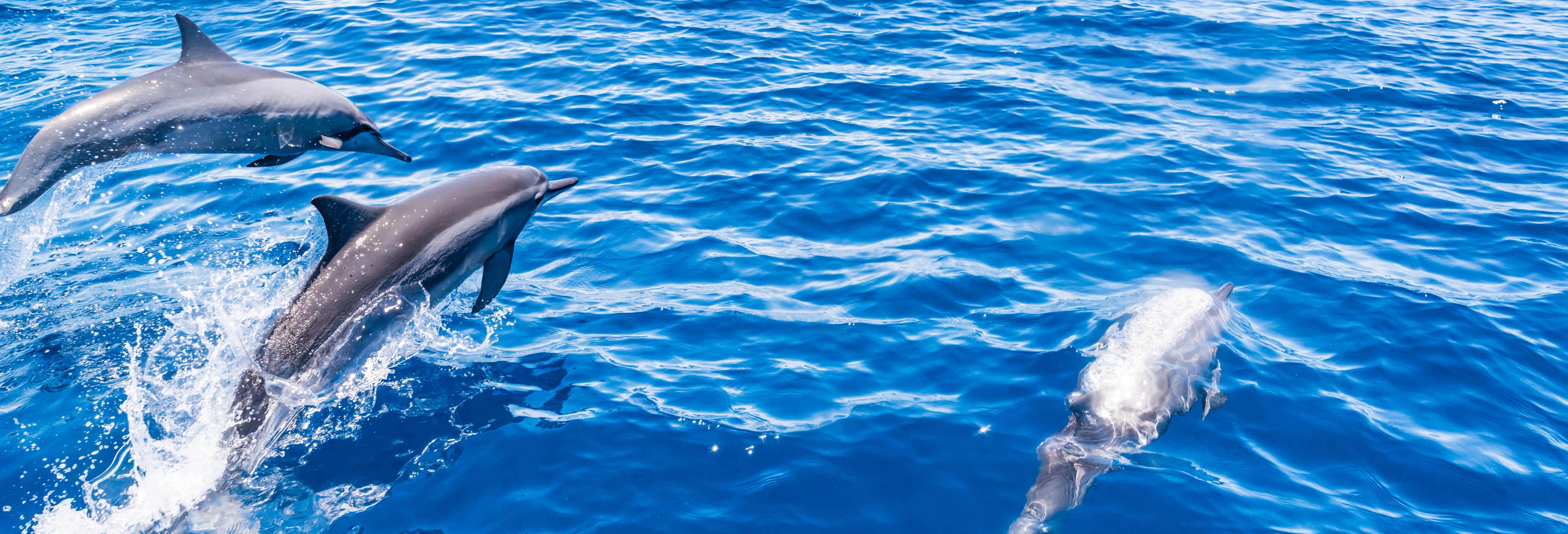 La Palma Dolphin & Whale Watching on a Glass-Bottom Boat