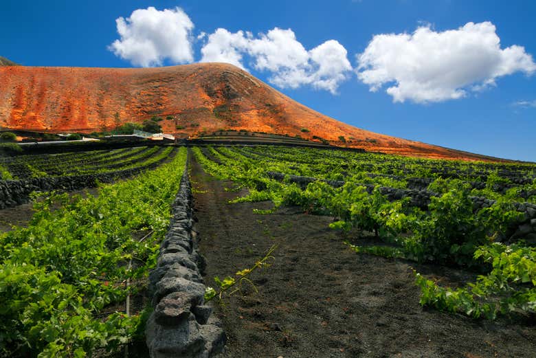 Imagen 4