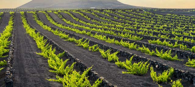 Tour dei vigneti del vulcano Guardilama + Degustazione nelle Cantine Rubicón