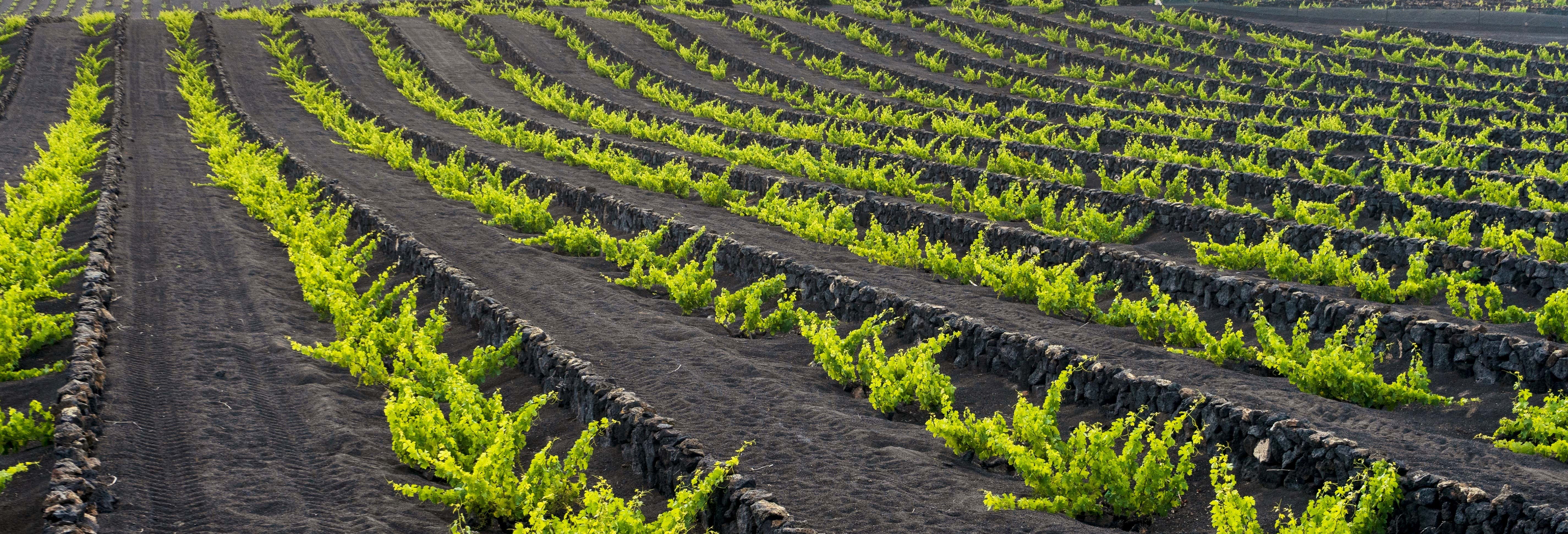 Tour dei vigneti del vulcano Guardilama + Degustazione nelle Cantine Rubicón