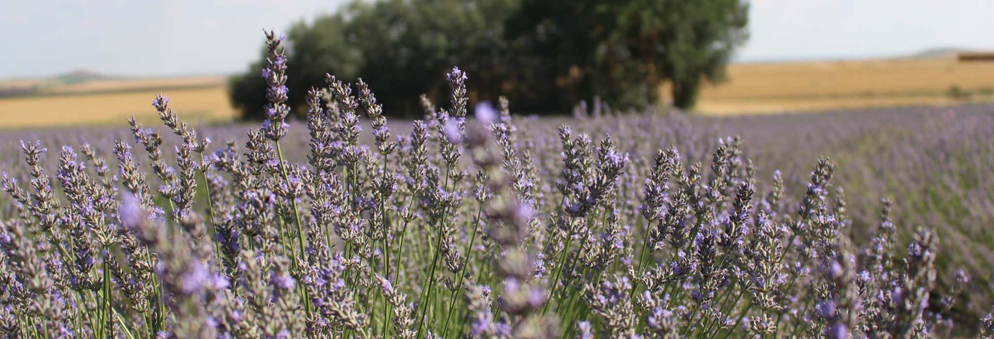 Tour della lavanda a Tiedra