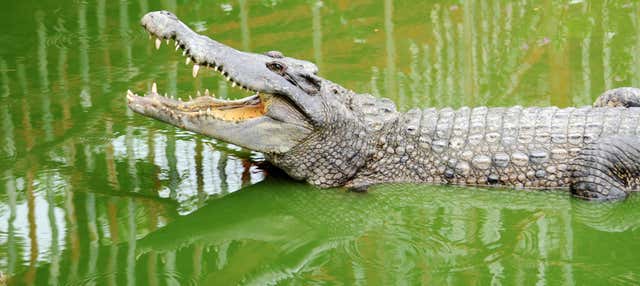 Biglietti per Crocodile Park
