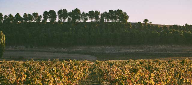 Visita alla cantina Tovar