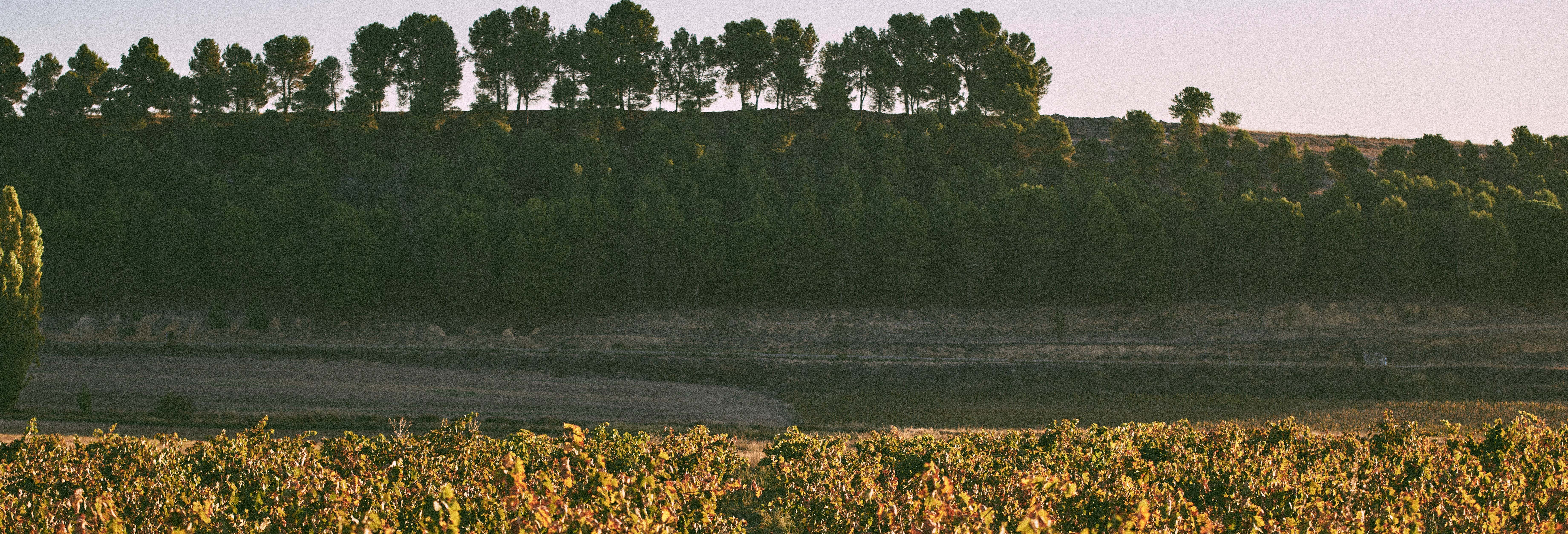 Visita alla cantina Tovar