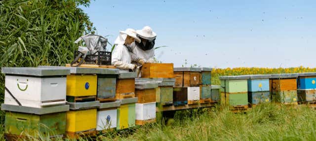 Visita a un allevamento di api con degustazione di miele