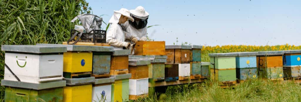 Visita a un allevamento di api con degustazione di miele