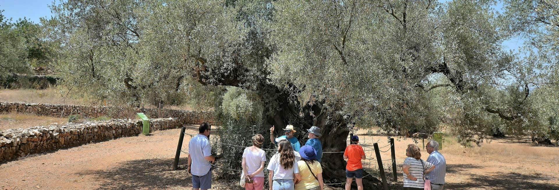 Visita degli olivi millenari di Arión + Degustazione di olio