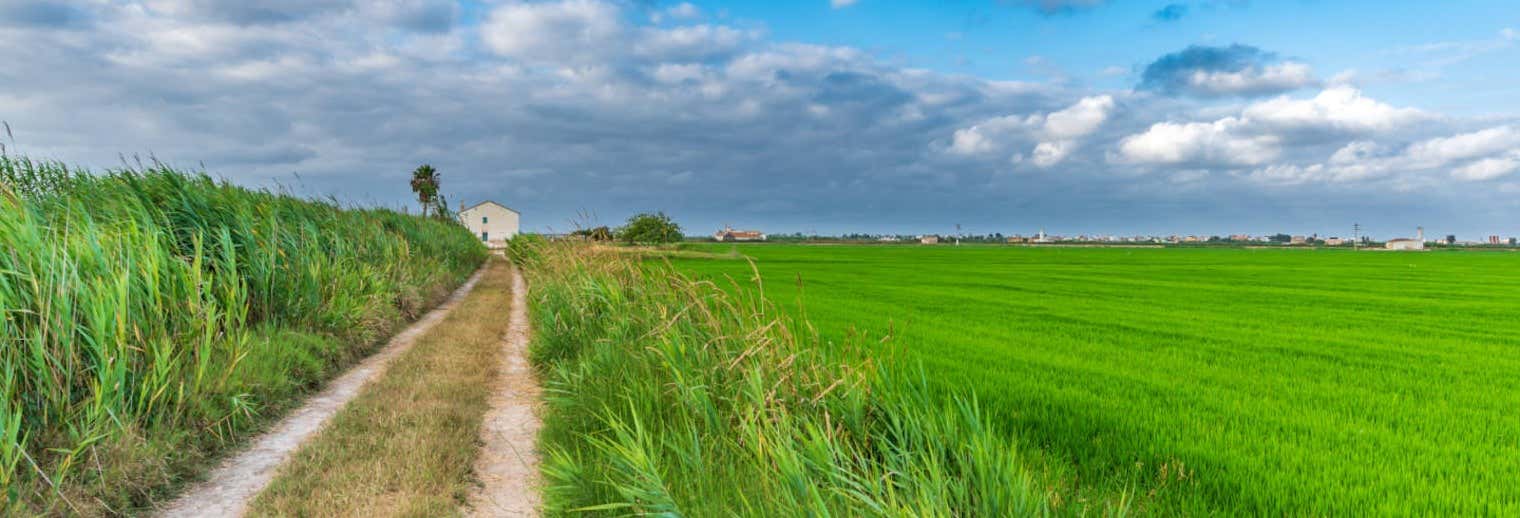 Tour di Valencia e dell'Albufera + Risaie