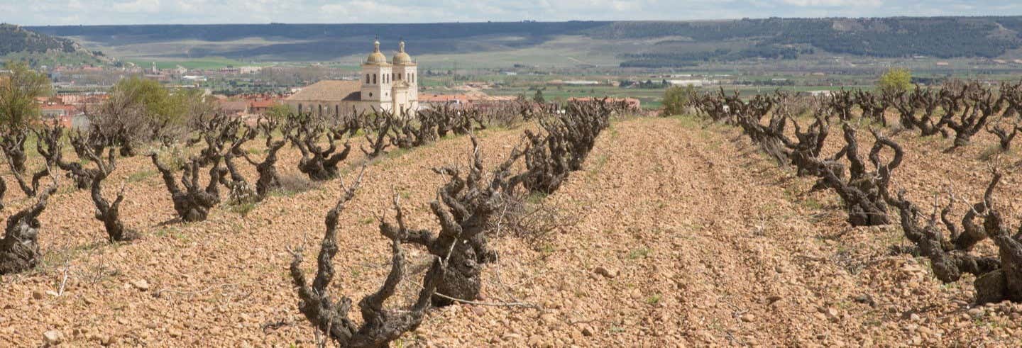 Visita privada a las bodegas Museum