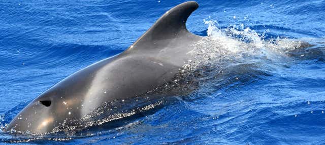Avvistamento di delfini e balene a La Gomera
