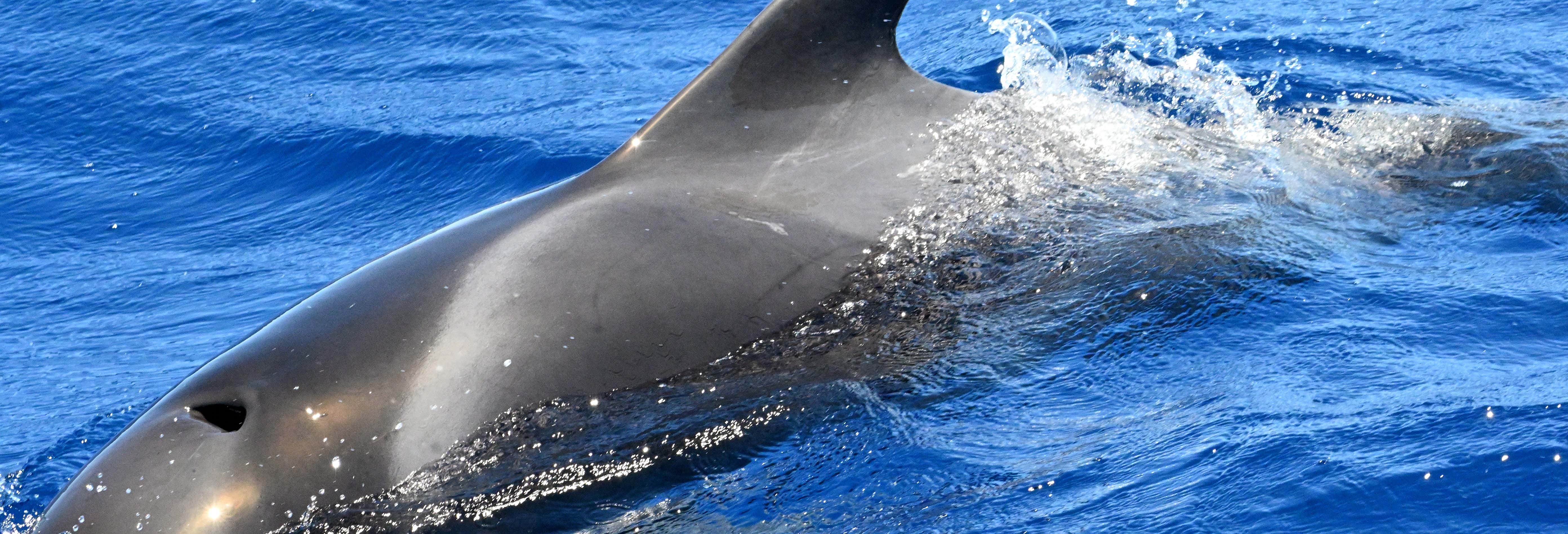 Whale + Dolphin Watching in La Gomera