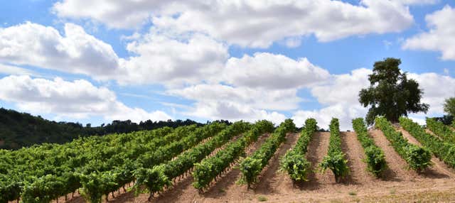 Visita alle cantine Concejo