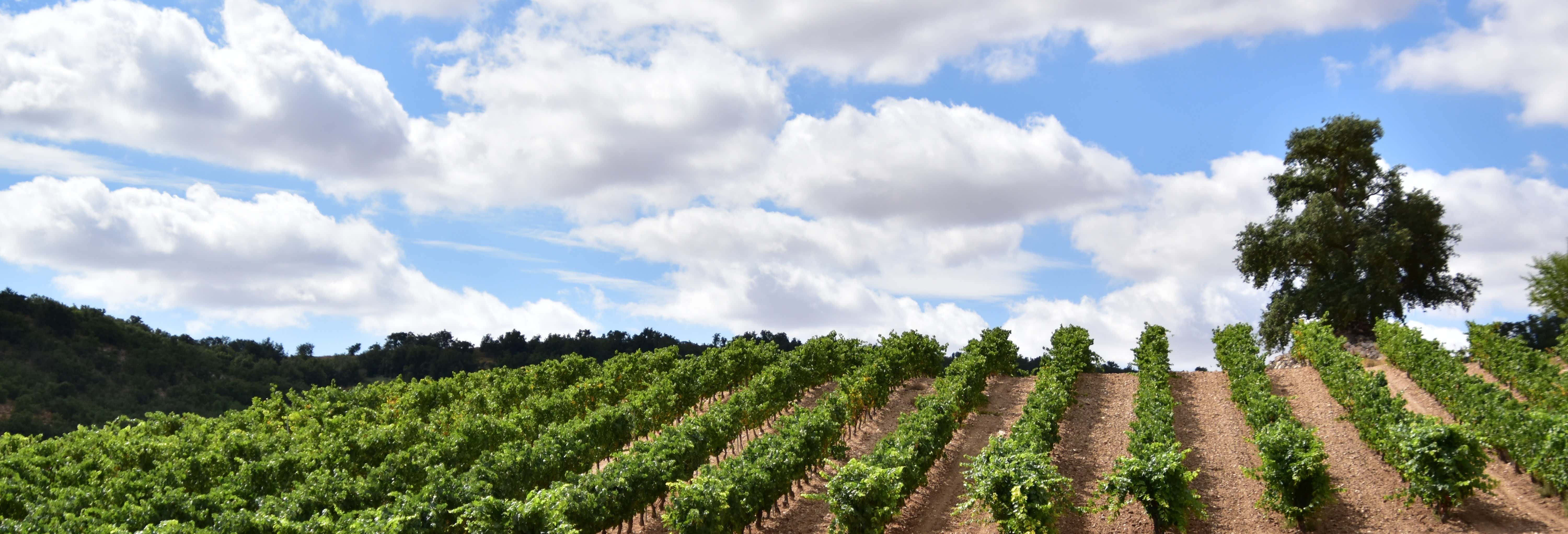 Concejo Bodegas Tour