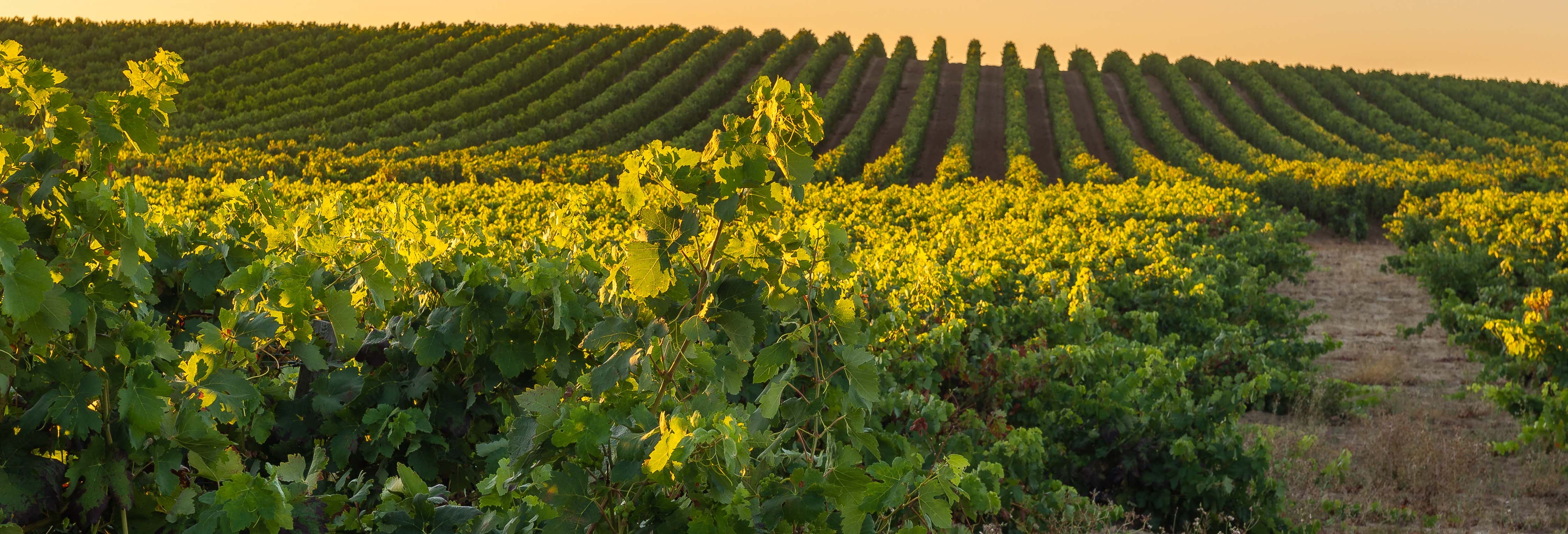 Villabuena de Álava