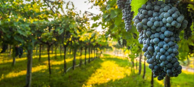 Visita alle cantine Las Encomiendas