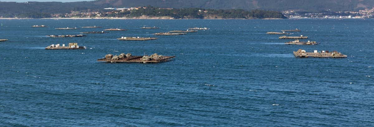 Estuary Cruise + Mussel Tasting