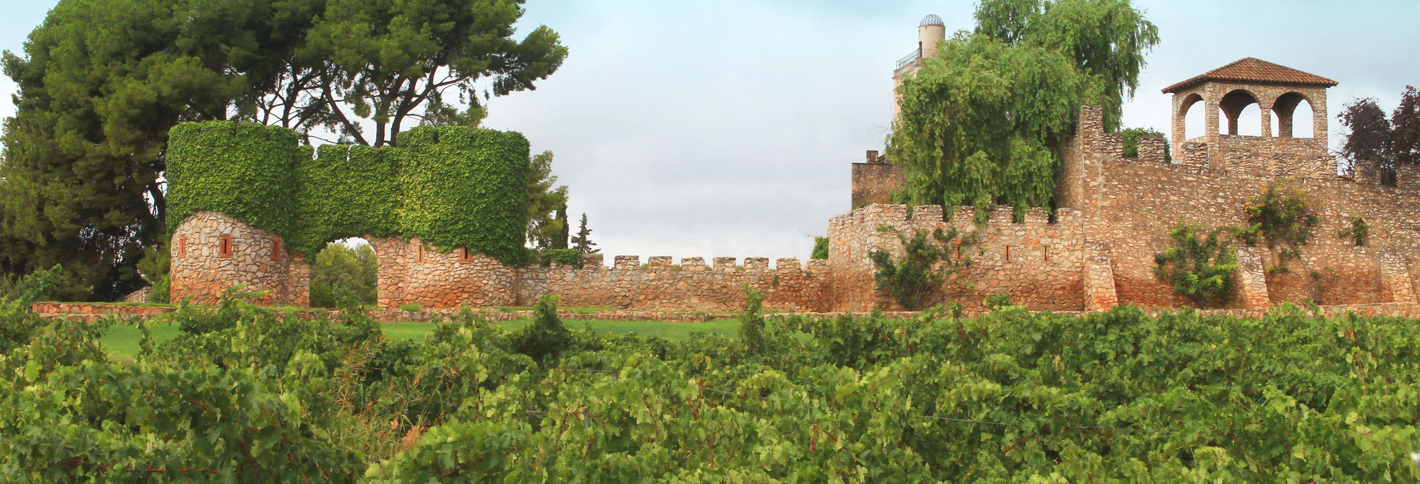 Visita della cantina Jaume Serra