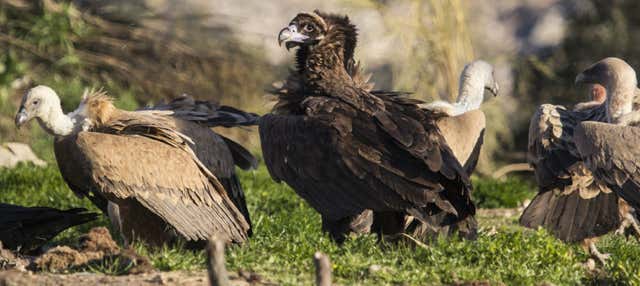 Birdwatching a Monfragüe