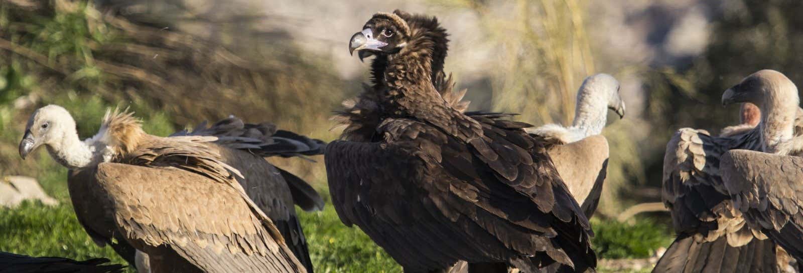 Birdwatching a Monfragüe