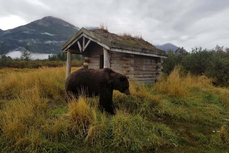 Portage Glacier + Wildlife Conservation Center