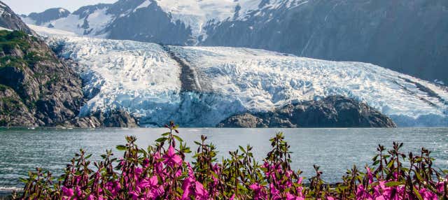 Visita al ghiacciaio Portage e al Centro Conservazione Wildlife