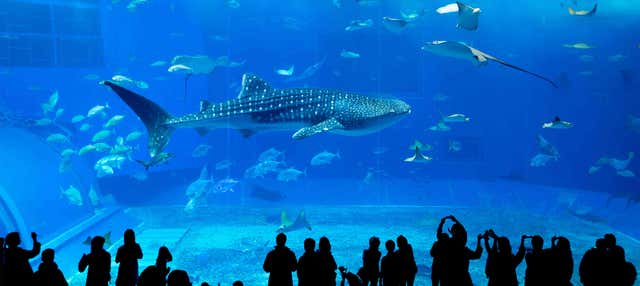 Biglietti per il Georgia Aquarium