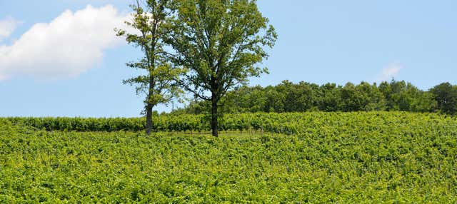 Tour dei vigneti e delle cantine del nord della Georgia
