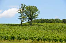 North Georgia Wine Tour