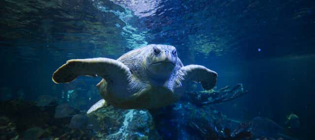 Entradas al New England Aquarium