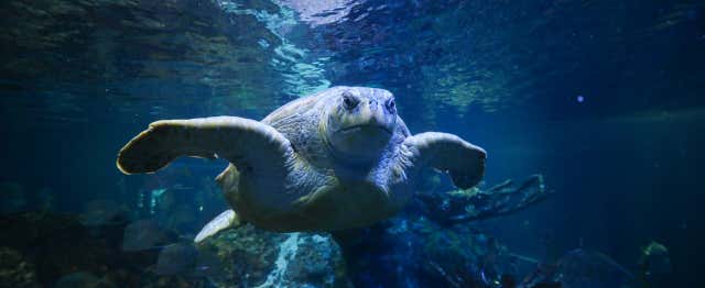 Entradas al New England Aquarium