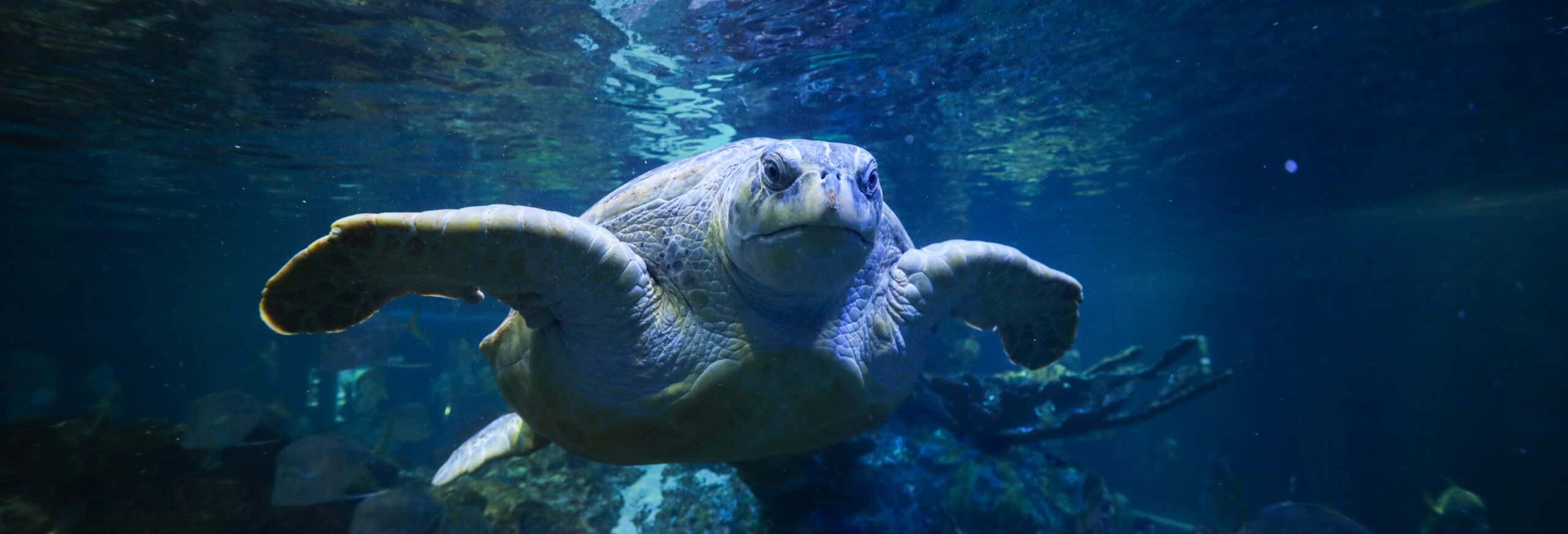 Entradas al New England Aquarium
