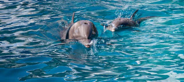 Avvistamento di delfini a Key West