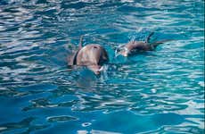 Key West Dolphin Watching Tour