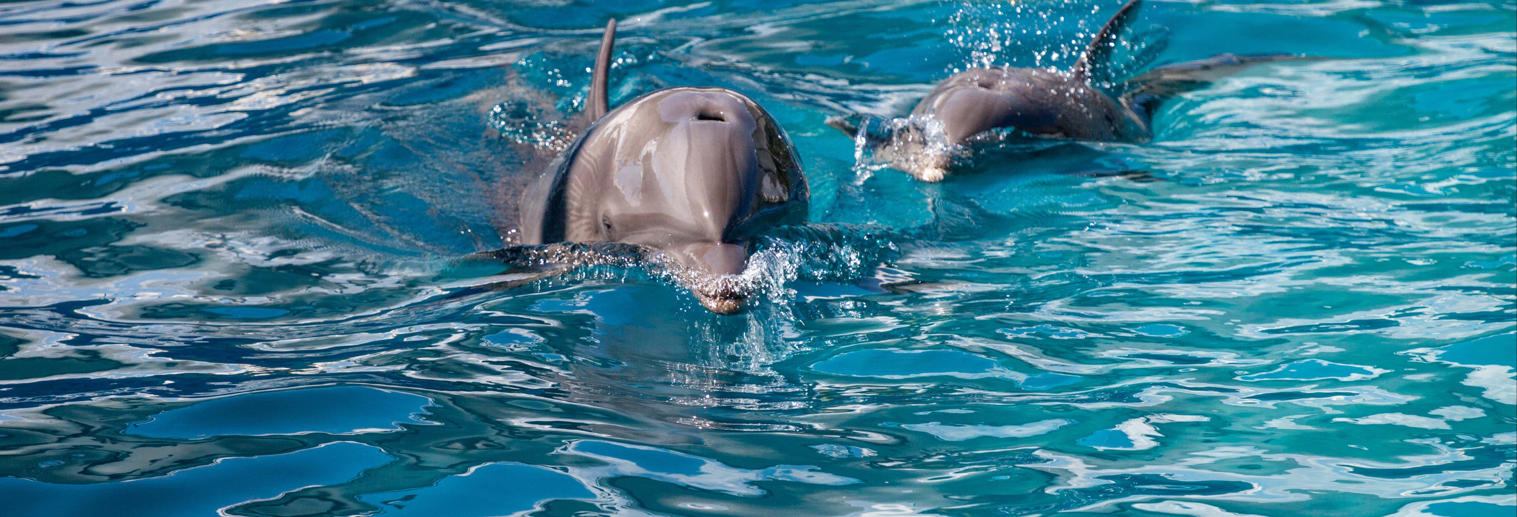 Avvistamento di delfini a Key West
