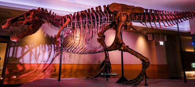 Biglietti per il Field Museum of Natural History con audioguida