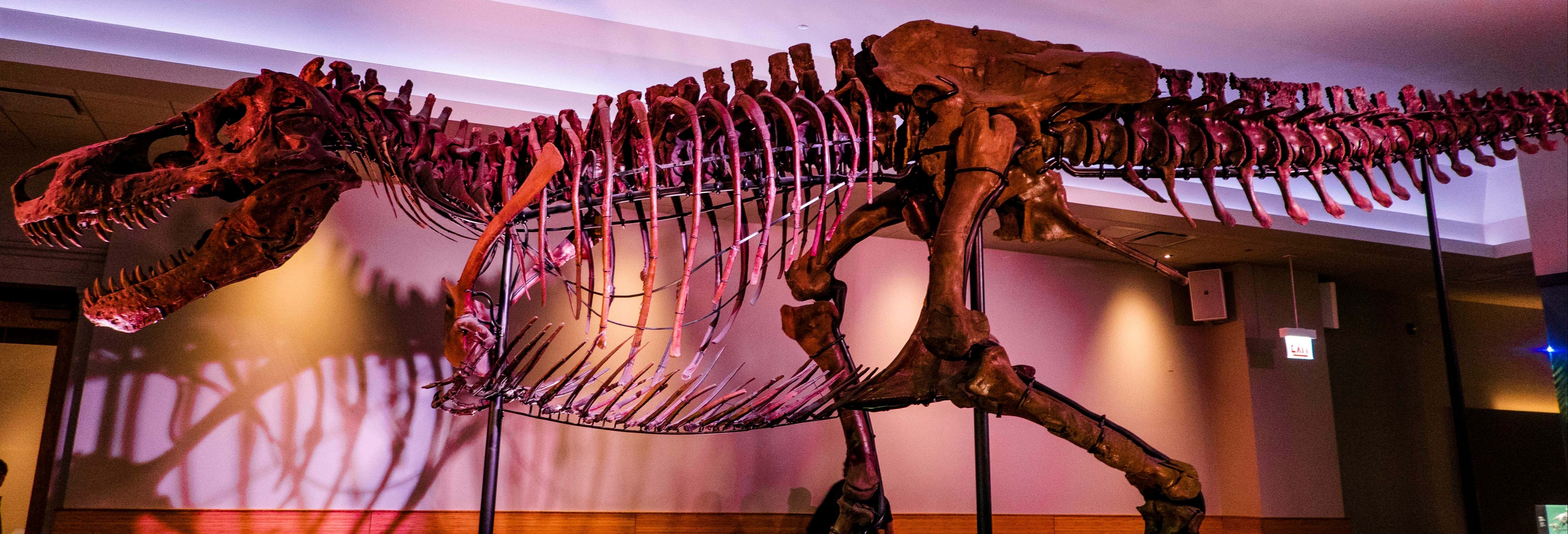 Field Museum of Natural History Tickets + Audio Guide