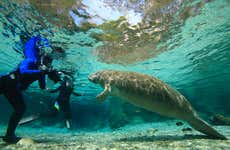 Scuba Diving in Rainbow River
