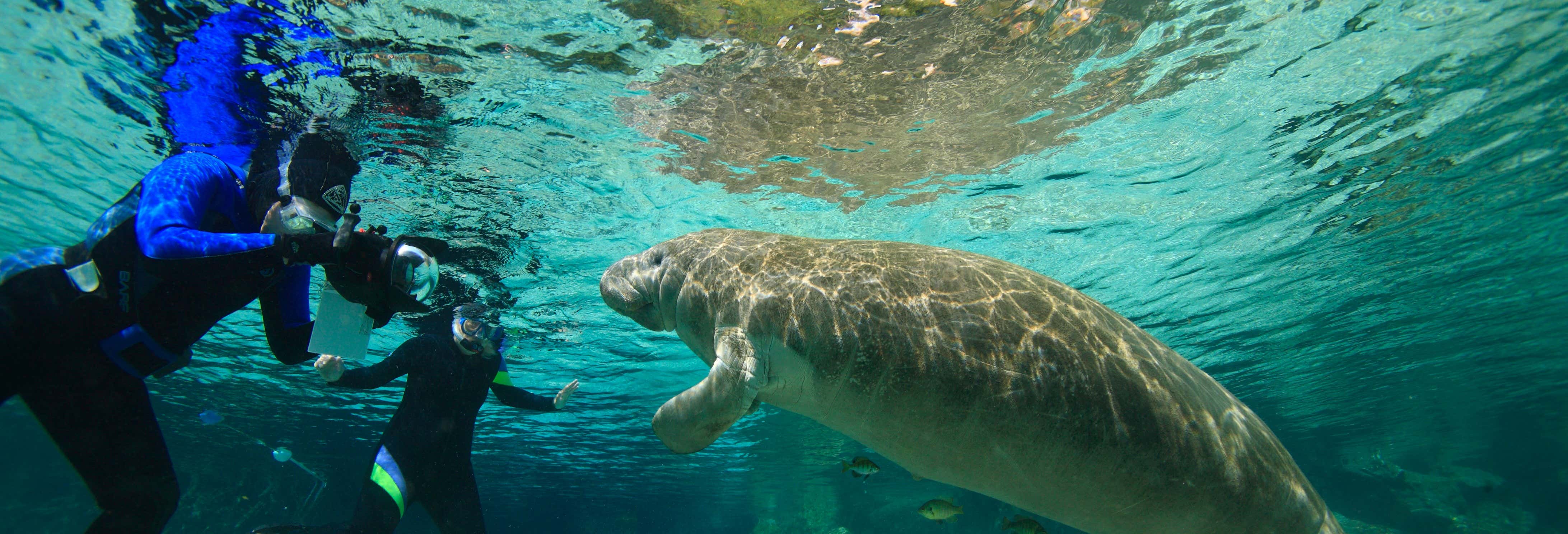 Immersione nel Rainbow River