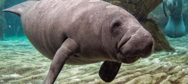 Bagno con i lamantini a Crystal River