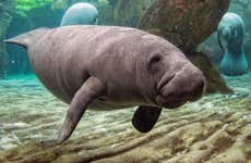 Swim With Manatees