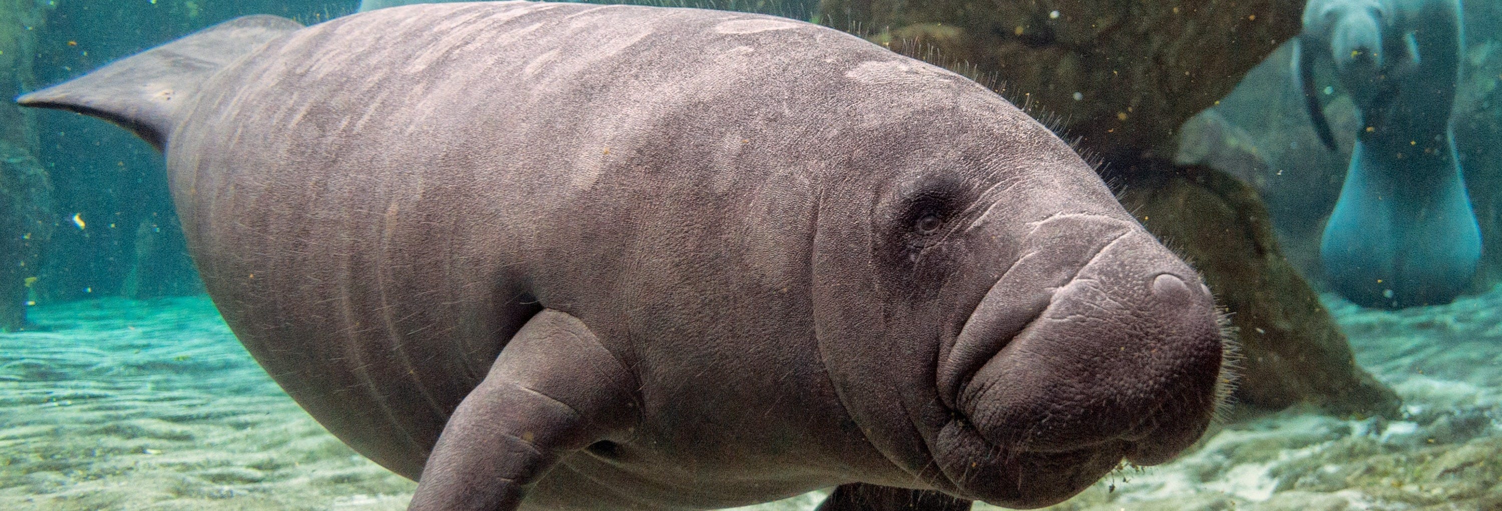 Swim With Manatees