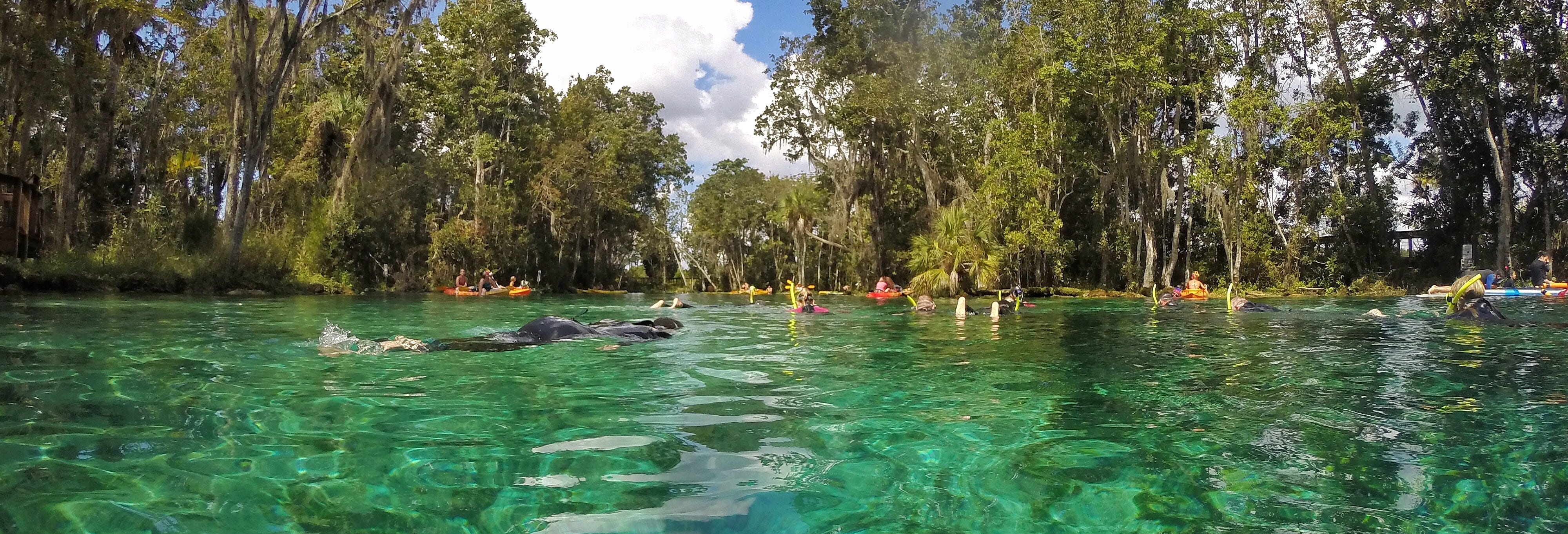 Crystal River Boat Ride