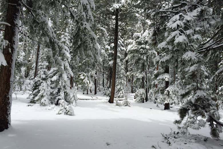 Rocky Mountains Snowshoe Tour