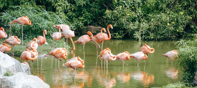 Biglietti per Flamingo Gardens